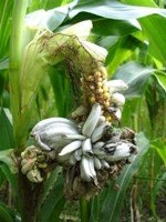 Mısır Rastığı Hastalığı Belirtileri, Nedenleri Ve Mücadele Yöntemleri Mısır Rastığı Hastalığı Belirtileri, Nedenleri Ve Mücadele Yöntemleri