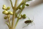 Zeytin Çiçek Sap Sokanı Nedir? Zararları Ve Mücadele Yöntemleri
