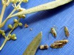 Zeytin Çiçek Sap Sokanı Nedir? Zararları Ve Mücadele Yöntemleri