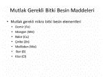 Mikro Besin Elementleri Nelerdir? Bitki Gelişimi İçin Kritik Element
