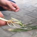 Buğdayda Septorya Yaprak Lekesi Belirtileri, Nedenleri Ve Mücadelesi