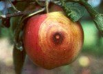 Siyah Çürüklük, Yaprak Lekesi Ve Kanser Hastalığı (Botryosphaeria Obtusa)