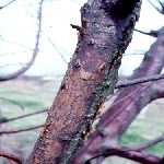 Siyah Çürüklük, Yaprak Lekesi Ve Kanser Hastalığı (Botryosphaeria Obtusa) Siyah Çürüklük, Yaprak Lekesi Ve Kanser Hastalığı (Botryosphaeria Obtusa)