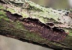 Gümüş Yaprak Hastalığı (Chondrostereum Purpureum)