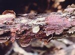 Gümüş Yaprak Hastalığı (Chondrostereum Purpureum) Gümüş Yaprak Hastalığı (Chondrostereum Purpureum)