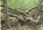 Gibberella Kanseri Hastalığı (Gibberella Baccata)