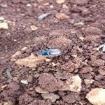 Ekin Bambul Böceği Nedir? Zararları Ve Mücadele Yöntemleri