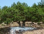 Sakız Ağacı Yetiştiriciliği Nasıl Yapılır?
