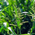 Darıcan Nedir? Darıcan Nedir?