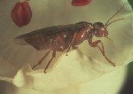 Armut Testereli Arısı Zararlısı (Hoplocampa Brevis)