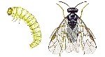 Armut Testereli Arısı Zararlısı (Hoplocampa Brevis)