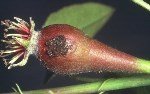 Armut Testereli Arısı Zararlısı (Hoplocampa Brevis)