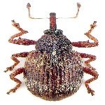 Antep Fıstığı Karagöz Kurdu Nedir? Zararları Ve Mücadele Yöntemleri Antep Fıstığı Karagöz Kurdu Nedir? Zararları Ve Mücadele Yöntemleri