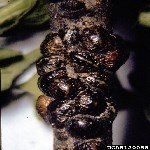 Kahverengi Koşnil Nedir? Zararları Ve Mücadele Yöntemleri