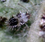 Armut Kaplanı Nedir? Zararları Ve Mücadele Yöntemleri Armut Kaplanı Nedir? Zararları Ve Mücadele Yöntemleri