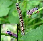 Yüzük Kelebeği Nedir? Zararları Ve Mücadele Yöntemleri