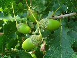 Meşe Nedir? (Quercus Spp.)