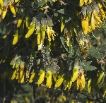 Katır Kuyruğu Nedir? (Equisetum Spp.)