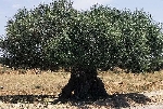 Yabani Zeytin Nedir?