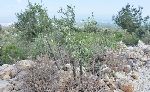 Yabani Zeytin Nedir?