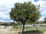 Yabani Zeytin Nedir?