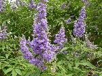 Hayıt Nedir? (Vitex Agnus-castus)