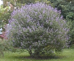 Hayıt Nedir? (Vitex Agnus-castus)
