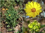 Portakal Nergisi Nedir? (Calendula Arvensis)