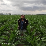 Mısır Tarımı Nasıl Yapılır?