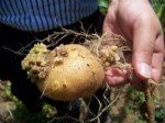 Patates Siğil Hastalığı Belirtileri, Nedenleri Ve Mücadelesi