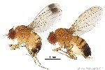 Kiraz Sirke Sineği (Drosophila Suzukii) Zararlısı Ve Mücadele Yöntemleri