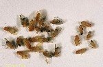 Kiraz Sirke Sineği (Drosophila Suzukii) Zararlısı Ve Mücadele Yöntemleri