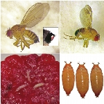 Kiraz Sirke Sineği (Drosophila Suzukii) Zararlısı Ve Mücadele Yöntemleri