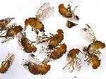 Kiraz Sirke Sineği (Drosophila Suzukii) Zararlısı Ve Mücadele Yöntemleri