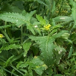 Bülbül Otu Nedir? (Sisymbrium Officinale)