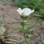 Yabani Bamya Otu Nedir?