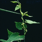 Sarmaşık Çoban Değneği Nedir? (Fallopia Convolvulus) Sarmaşık Çoban Değneği Nedir? (Fallopia Convolvulus)