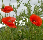 Gelincik Çiçeği Nedir? (Papaver Rhoeas)
