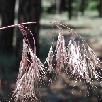 Püsküllü Çayır Otu Nedir? Püsküllü Çayır Otu Nedir?