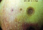 Acı Çürüklük Hastalığı (Glomerella Cingulata)