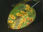 Armut Memeli Pas Hastalığı (Gymnosporangium Sabinae)