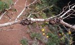 Nectria Kanseri Hastalığı (Nectria (Neonectria) Galligena)