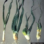 Soğan Mildiyösü Hastalığı Nedir?