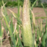 Soğan Mildiyösü Hastalığı Nedir?