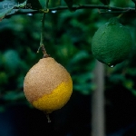 Kahverengi Çürüklük Ve Gövde Zamklanması