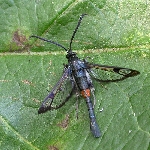Elma Gövde Kurdu Nedir? Zararları Ve Mücadele Yöntemleri Elma Gövde Kurdu Nedir? Zararları Ve Mücadele Yöntemleri