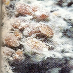 Elma Pamuklu Biti Nedir? Zararları Ve Mücadele Yöntemleri