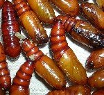 Sebzelerde Yeşilkurt Nedir? Zararları Ve Mücadele Yöntemleri Sebzelerde Yeşilkurt Nedir? Zararları Ve Mücadele Yöntemleri