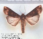 Sebzelerde Bozkurt Nedir? Zararları Ve Mücadele Yöntemleri Sebzelerde Bozkurt Nedir? Zararları Ve Mücadele Yöntemleri