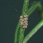 Sebzelerde Bozkurt Nedir? Zararları Ve Mücadele Yöntemleri Sebzelerde Bozkurt Nedir? Zararları Ve Mücadele Yöntemleri